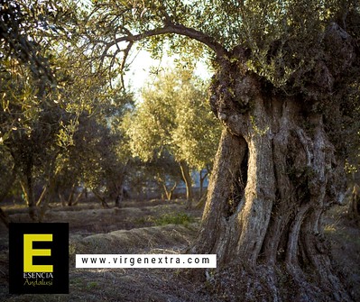 Olivos y producción Esencia Andalusí